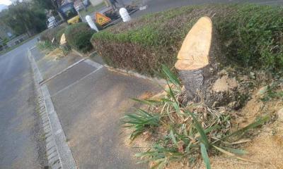 Massacre arbres1